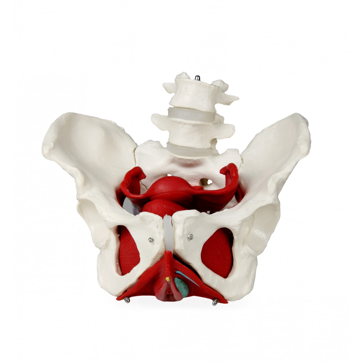 VAP216 Female Pelvic Bones with Organs - Pelvis - Anatomical Models