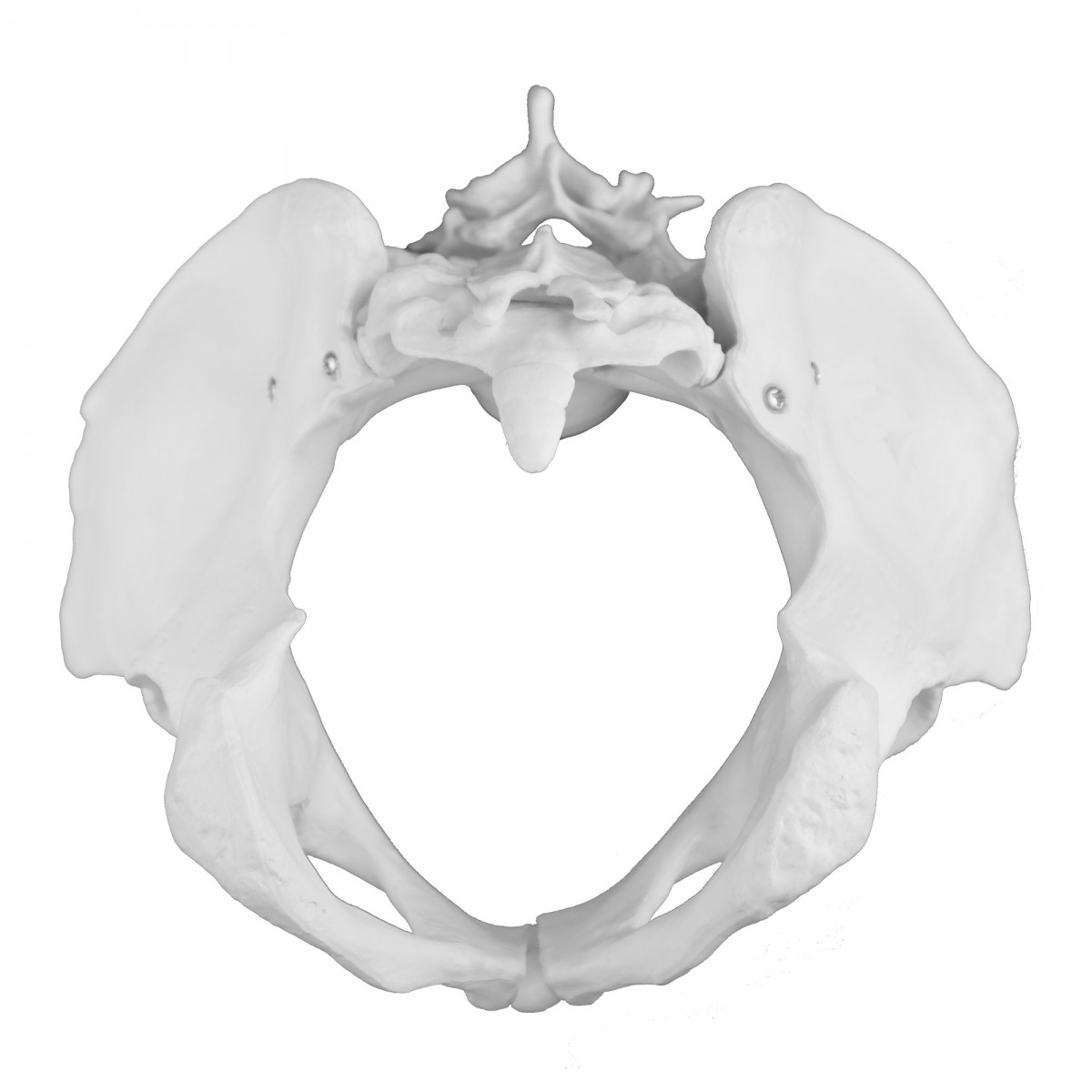 VAP217 Female Pelvic Bones - Pelvis - Anatomical Models