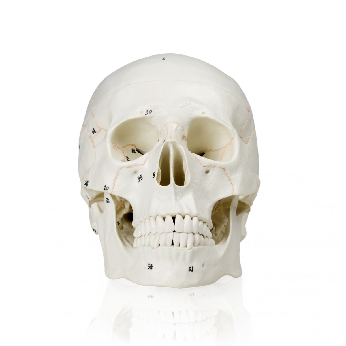 Back Of Skull Anatomy Profile View Skull Creativeboysclub