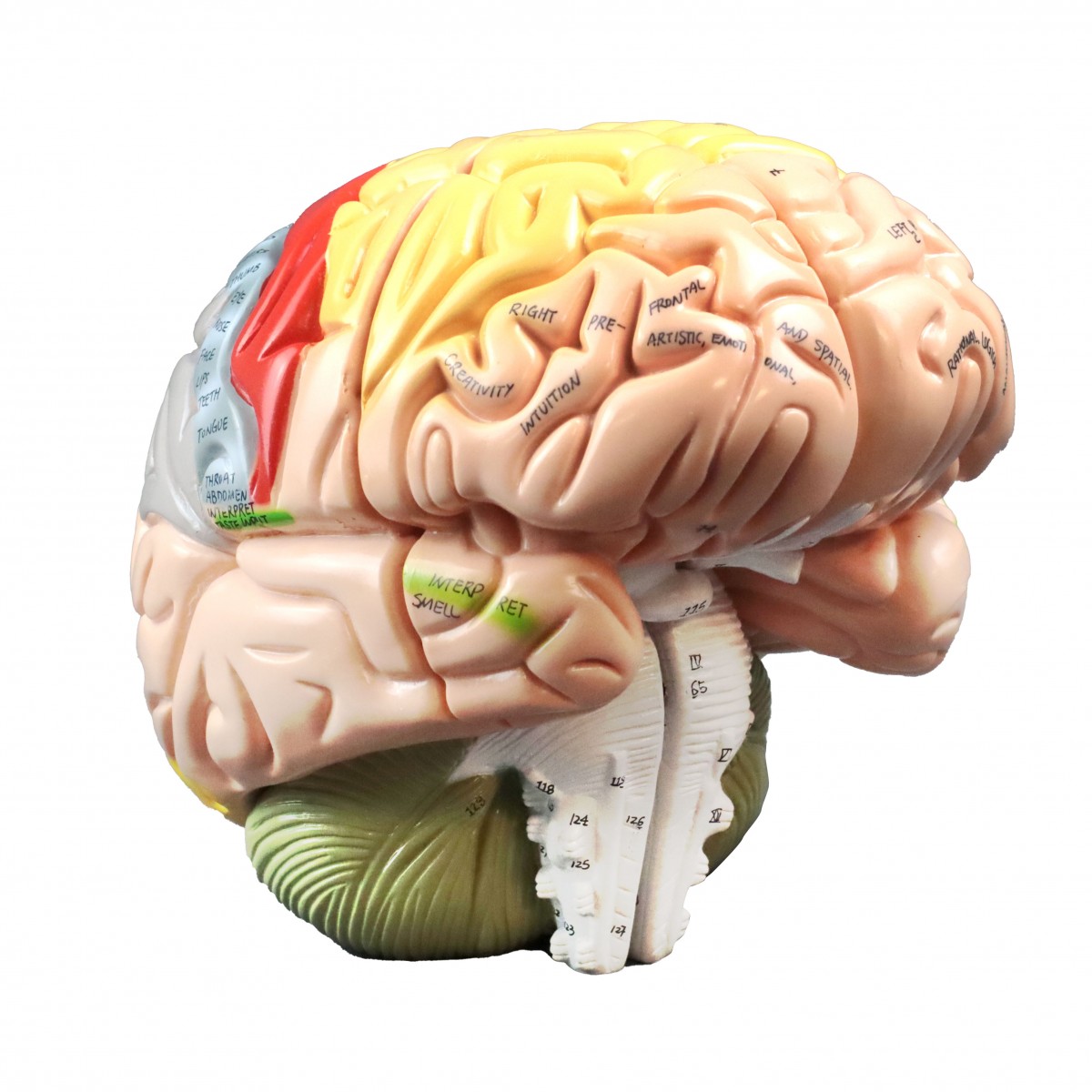 Brain 47. Мозг анатомия. Мозг модель ракрус.
