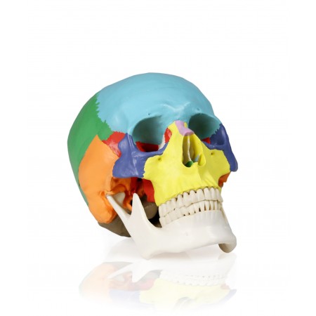 VAL218 Colored Human Skull