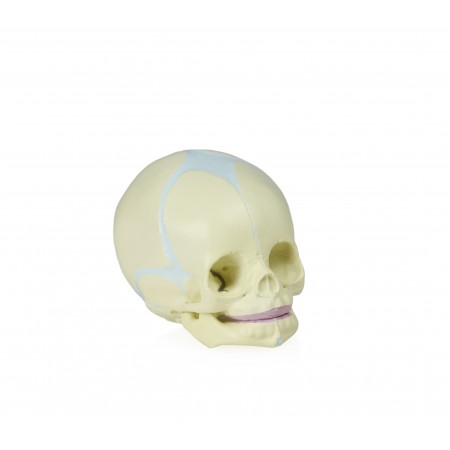 VAL222 Human Fetal Skull