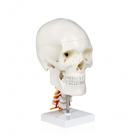 VAL238 Human Skull with Cervical Spine