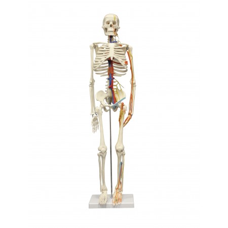 VAS241 Half Size 33" Human Skeleton w/Nerves and Arteries
