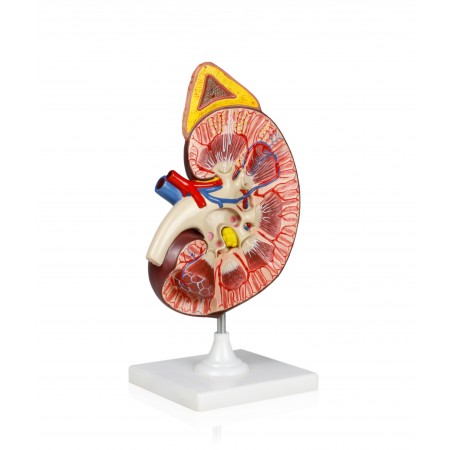 VAU458 Kidney Model w/Adrenal Gland - 3X