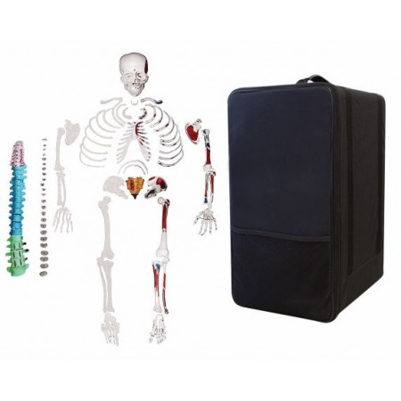 VAS247-CC0 Full-Size Disarticulated Human Skeleton with Muscles, Color-Coded Spinal Column & Storage Case
