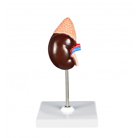 VAU439-N Life Size Kidney Model