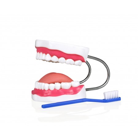 VAE460 Teeth Model with Tongue And Toothbrush