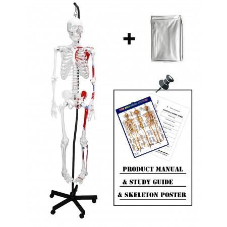 VAS200H-DC Hanging Full Size 66" Human Skeleton with Muscles and Thick Zip Dust Cover