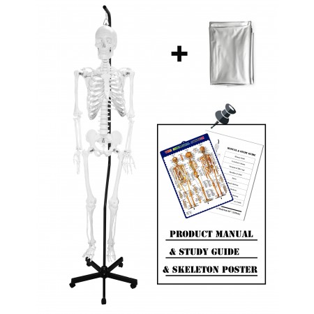 VAS201-H-DC Hanging Full Size 66" Human Skeleton with Thick Zip Dust Cover 