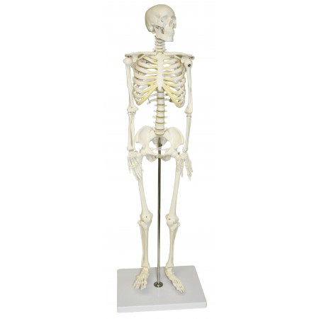 VAS202 Half Size Human Skeleton - 33”