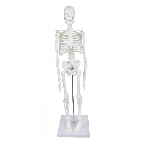 VAS203 17” Desktop Human Skeleton