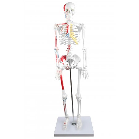 VAS204 Half-Size 33" Human Skeleton with Muscles