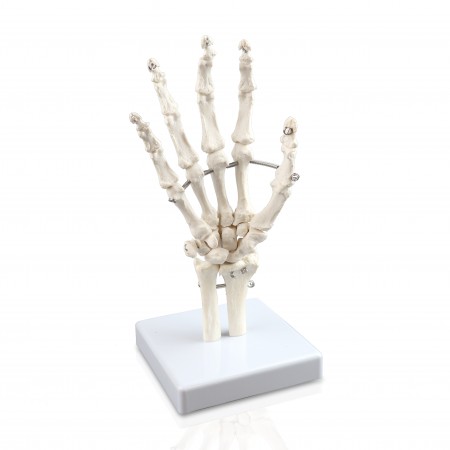 VAJ210 Hand Bone Model
