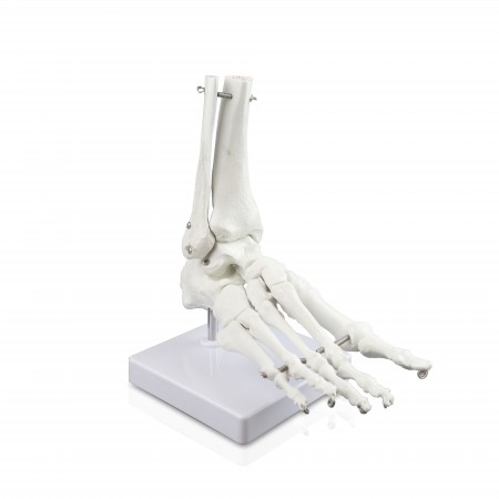 VAJ211 Foot Bone Model