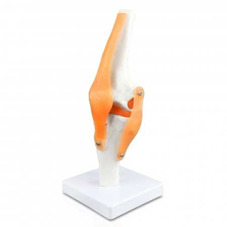VAJ212 Knee Joint Model