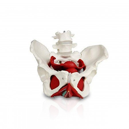 VAP216 Female Pelvic Bones with Organs