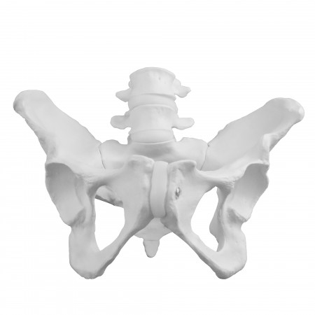 VAP217 Female Pelvic Bones
