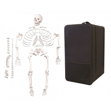 VAS220-CC0 Full Size Disarticulated Human Skeleton w/Storage Case