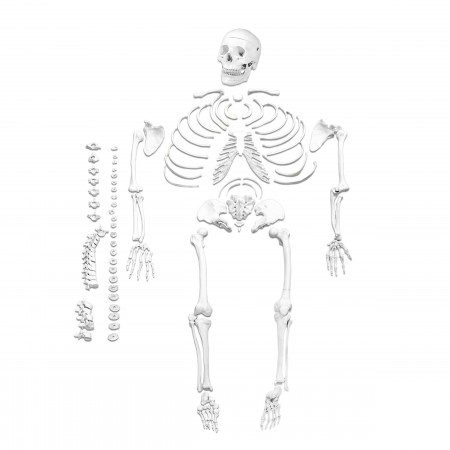 VAS220-A Full Size Disarticulated Human Skeleton