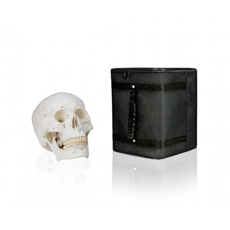 VAL221-CC3 Numbered Human Skull with Carrying Case