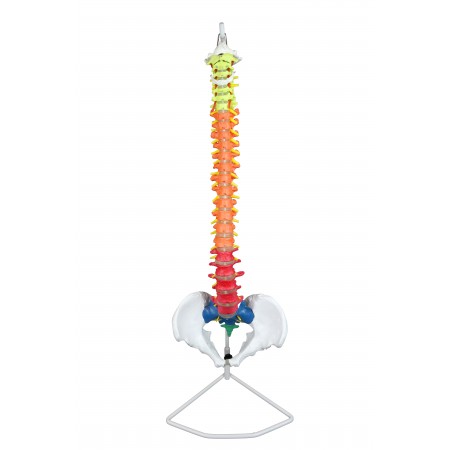 VAV223 Flexible Spinal Column with Color-Coded Regions