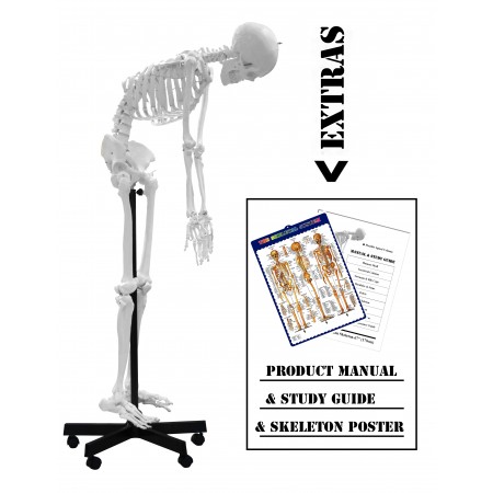 VAS229 Full Size 67" Flexible Human Skeleton