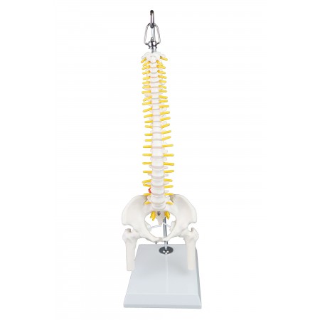 VAV237 Mini Human Spinal Column