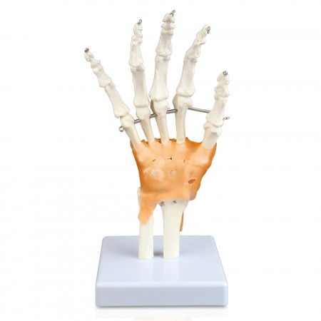 VAJ239 Hand Bone Model with Ligaments 