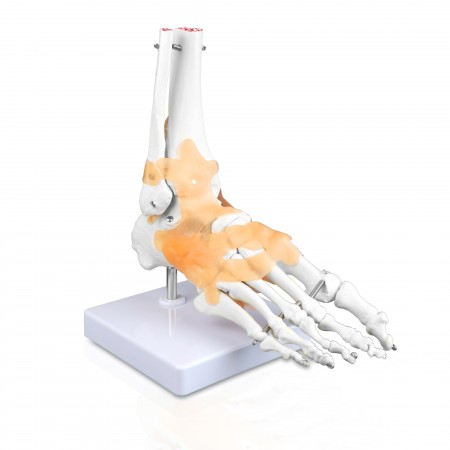 VAJ240 Foot Bone Model with Ligaments 