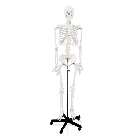 VAS244 66" Full-Size Human Skeleton with Nerve Endings & Arteries