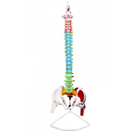 VAV245 Life-Size Flexible Spinal Column with Color-Coded Regions & Muscles