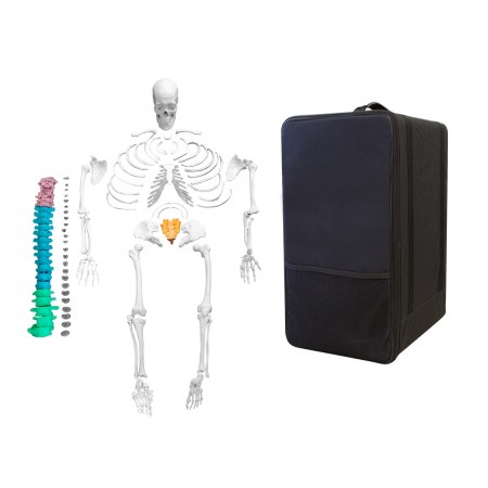 VAS246-CC0 Full-Size Disarticulated Human Skeleton with Color-Coded Spinal Column & Storage Case