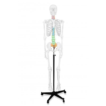 VAS248 66" Full-Size Skeleton with Color-Coded Spinal Column