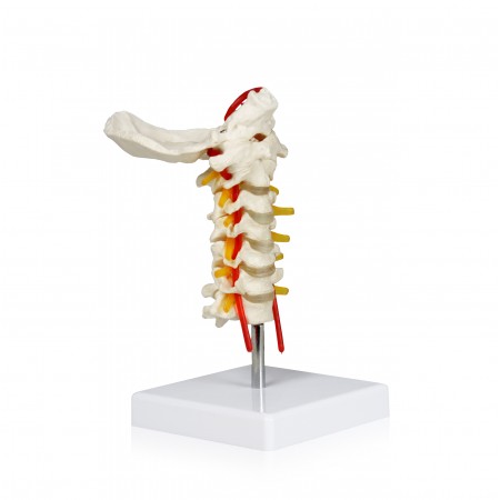 VAV261 Cervical Spinal Column