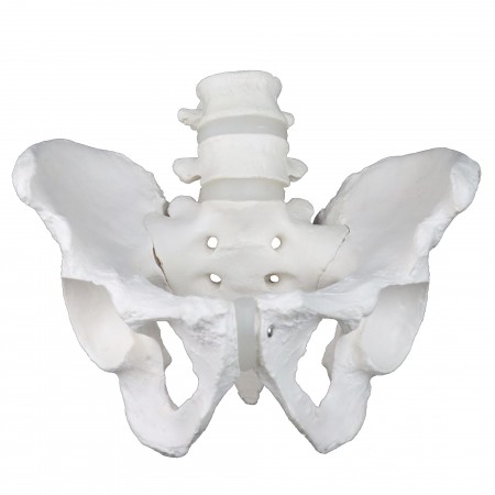 VAP270 Male Pelvic Bones