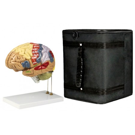 VAB400-CC3 Color-Coded Human Brain with Carrying Case