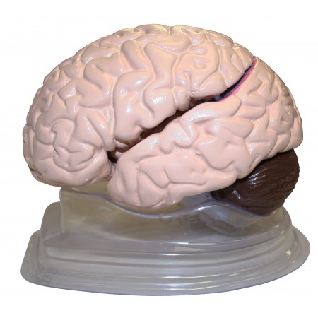 VAB401-8 Life Size Brain Model - 8 Parts