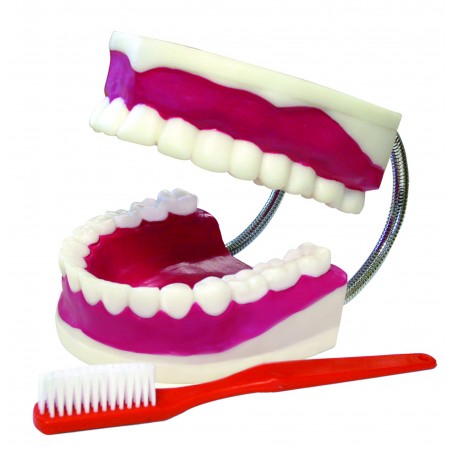 VAE416 Teeth Model With Brush