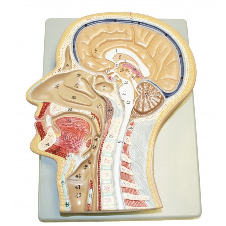 VAH419 Sagittal Section of the Head