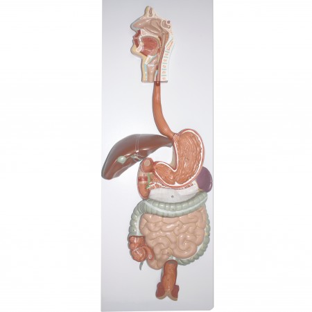 VAD420 Digestive System