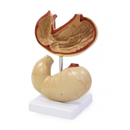 VAD421 Life Size Stomach Model
