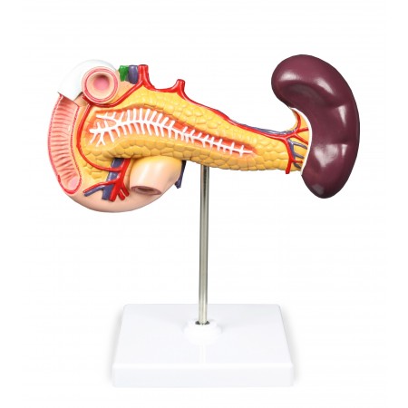 VAD423-N Pancreas, Duodenum & Spleen