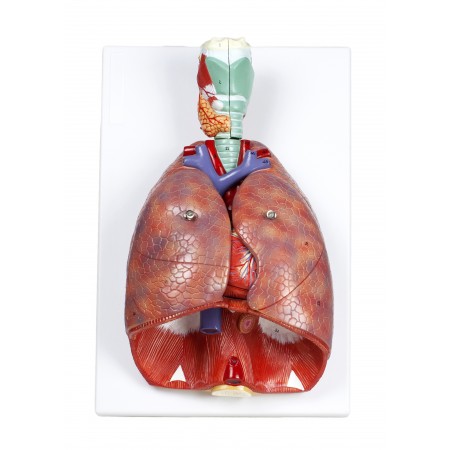 VAR427 Human Respiratory System