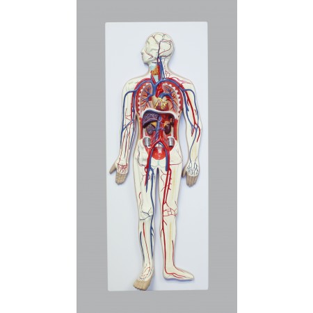 VAC432-N Human Circulatory System