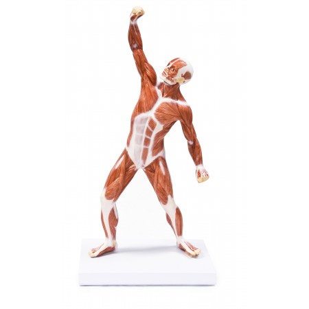 VAM436 Muscular Figure - 50cm
