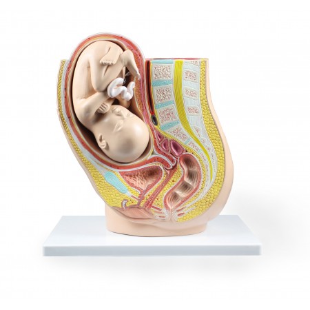 VAO447-N Pregnancy Pelvis with Mature Fetus - 2 Parts
