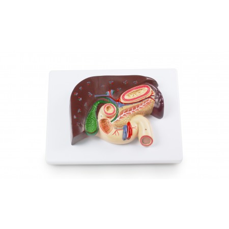 VAD455 Liver and Gall Bladder Relief Model