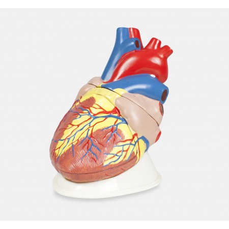 VAC471Jumbo Heart Model - 5X, 3 Parts