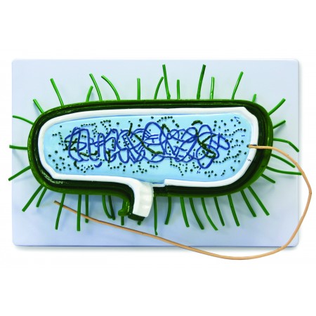 VAA504 Bacterial Cell Model
